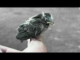 Did Your Baby Bird Not Make It?