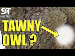 I Spent 50 Hours Trying To Photograph A Tawny Owl