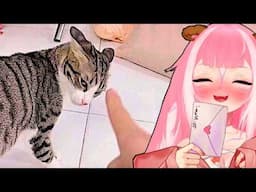 Shylily Reacts To Funny Cats So U Can Be Happy