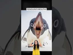 The inside of a penguin’s mouth!