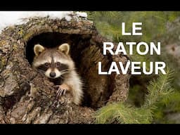 Le raton laveur (documentaire)