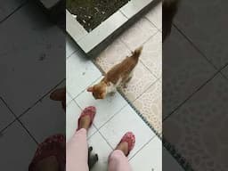 hello! #catlife #cat #animallife #cuteanimal #kitten #catlovers #meow #kitty #kucing