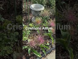 Garden Walk today -April 21