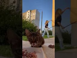 Cat #video #gaming #cat  #youtubeshorts #gym #military #edit #fatcator #travel #army #history