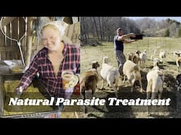 Chemical Free Herbal Parasite Treatment for Farm Animals
