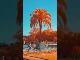 Paris with an Infrared camera