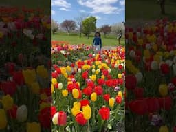 🌷Mini Vlog 🌷: Tulip Festival Holland Michigan#tulipfestival#hollan d#michigan#shorts#tulips p