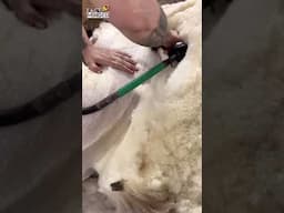 This Sheep’s Wool Falls Off Effortlessly!
