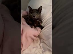 when my shy cat explores and finds a new hangout spot 🥹