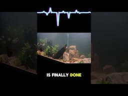 Can We Turn This Empty Space Into An Epic Aquarium?