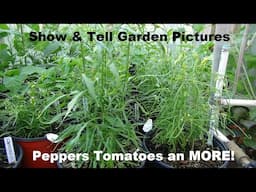 Garden Picture Slide Show - Peppers Tomatoes and MOAR! : )