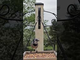 Bird Watching In Maryland #birds #birdsounds #bird