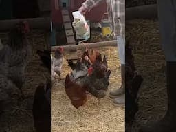 Chickens Getting Their Daily Workout!