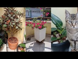 KALANCHOE ORGYALIS REPLANTE  ATUALIZAÇÃO E PODAS