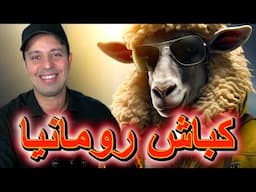 مبروك على الجزائر كباش رومانيا