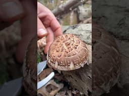 Harvesting the first Spring flush of shiitakes! #gardenharvest #growyourownfood #offgridliving