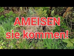 Ein neuer Ameisen Bau und Staat entsteht.