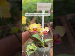 Orchid Varieties 💚 Visit www.homelyfeelgardens.com for price details and orders💚🌿