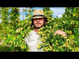 A New Zealand Hop Odyssey - [Documentary - 2024]