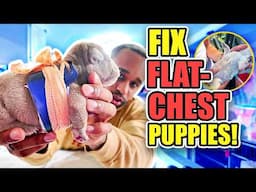 How to fix flat chest puppies at home!