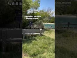 Two Nevada Desert Wonders You Didn’t Know Existed/wildlife Refuge/Las Vegas