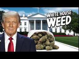 President Donald Trump Favorite Weed Genetics