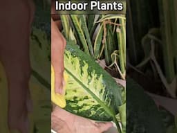 Trick to grow Indoor Plants Fast