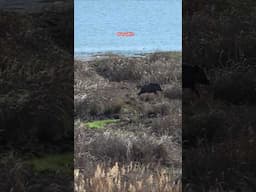 Wildboar hunting ! #okaysahin #hugluovis #Sightmark