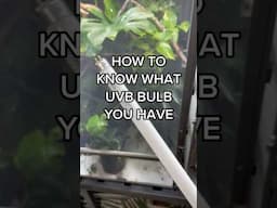 What UVB bulb do you have?