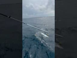 Longest Gaff shot on a kingfish