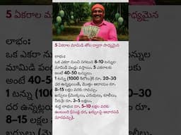 5 ఎకరాల మామిడి తోటతో లక్షల్లో లాభం | Mango Farm Success Story | Farmer Income #shorts