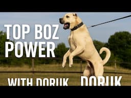 Legendary Doruk & the Giant Boz Shepherds | Power, Action & Dominance in Çivril!
