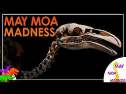 MOA MAY-HEM | May Moa Madness! Begins May 1st | THEME WEEKS ARE BACK?