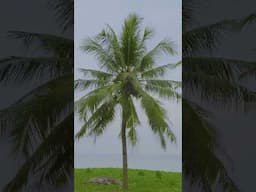 Top Views of Phuket Beaches – Thailand’s Must-See Coastal Destinations | #Short 3
