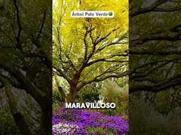 La belleza del Palo Verde 🌳 #plantas #plants #agro #short #shorts #shortvideo