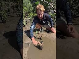 GIANT MUDCRAB with Insta360 X5