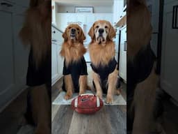 My Dogs Predict the Superbowl #superbowl #eaglesvschiefs
