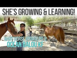 BABY HORSE UPDATE! Ocean Balou KF (Part 2) | ZL Equestrian