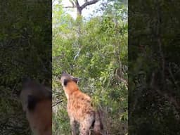 Hyena Tries to Steal Leopard’s Prey from a Tree!