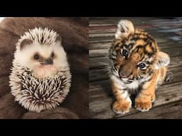 AWW Animals SOO Cute! Cute baby animals Videos Compilation cute moment of the animals #12 2025