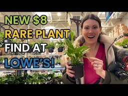 $8 RARE PLANT FIND AT LOWE'S!  Home Depot & Lowe's Plant Finds - Big Box Houseplant Shopping