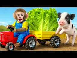 KiKi Monkey harvest Fresh Fruit and Vegetable to feed Piglet & Take Care of them | KUDO ANIMAL KIKI