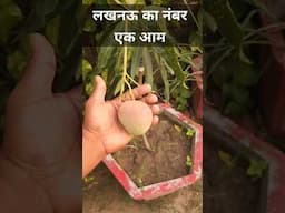 लखनऊ का नंबर वन आम | Best Mango Varieties | Home Garden
