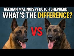 Belgian Malinois vs Dutch Shepherd What's the Difference?