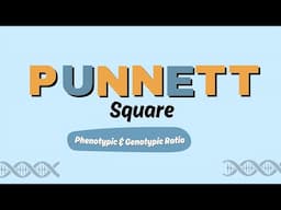 Punnett Square I Predicting Genotypic & Phenotypic Ratio