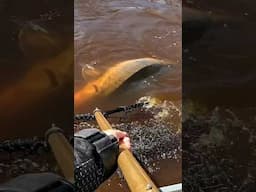 "We got em!!" #3riversfishingadventures