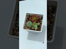 Repotting Ornamental Plants From Cutting in Soil - Graptopetalum // Succulent Plant Care
