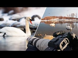 POV Winter Wildlife Photography