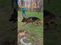 🤩Jason saw his bride. Beautiful male German Shepherd 2.5 years old. Odessa. Ukraine.