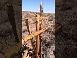 Cactus bones